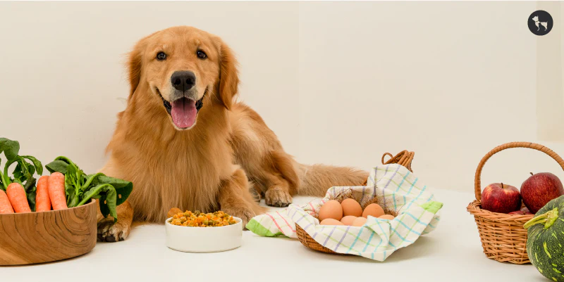 Best Dog Vitamins for Optimal Health: What Every Pet Parent Needs to Know