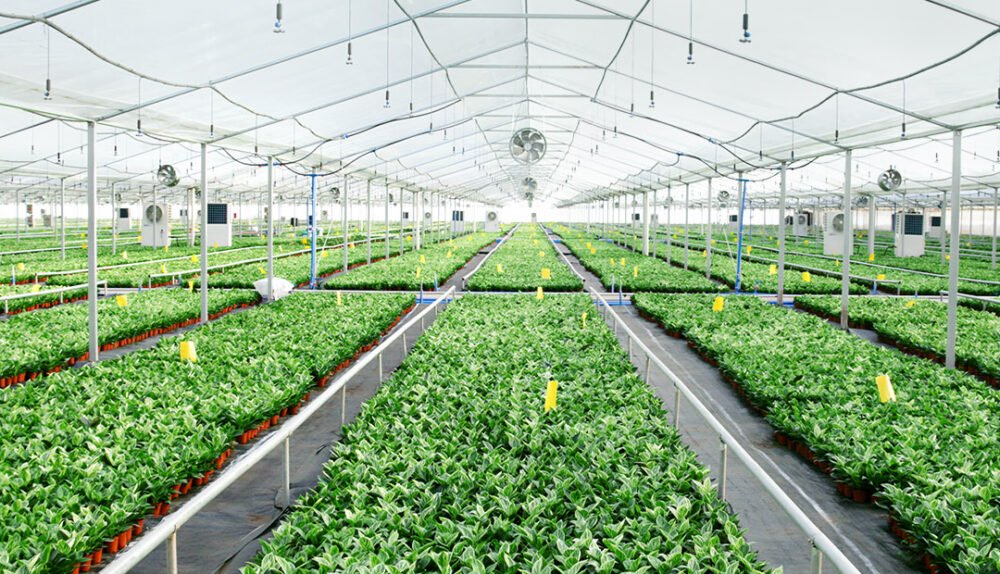 China Tissue Culture