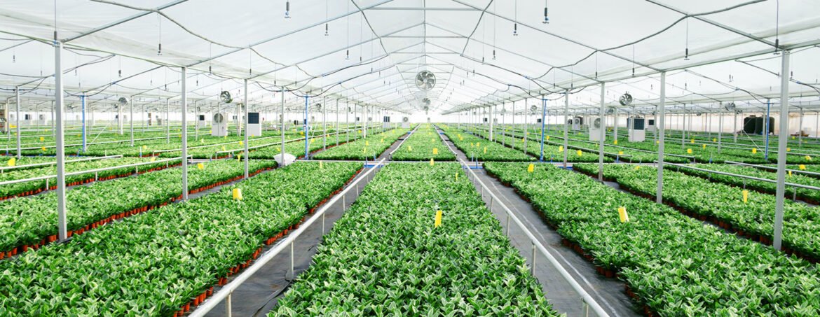 How Tissue Culture Plants Wholesale Can Diversify a Nursery Business
