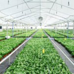 China Tissue Culture