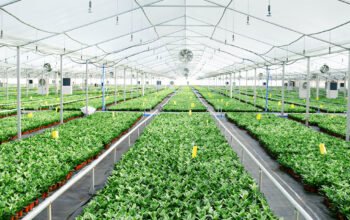 China Tissue Culture
